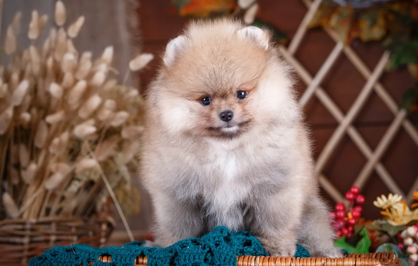 Photo wallpaper basket, puppy, decor, Spitz