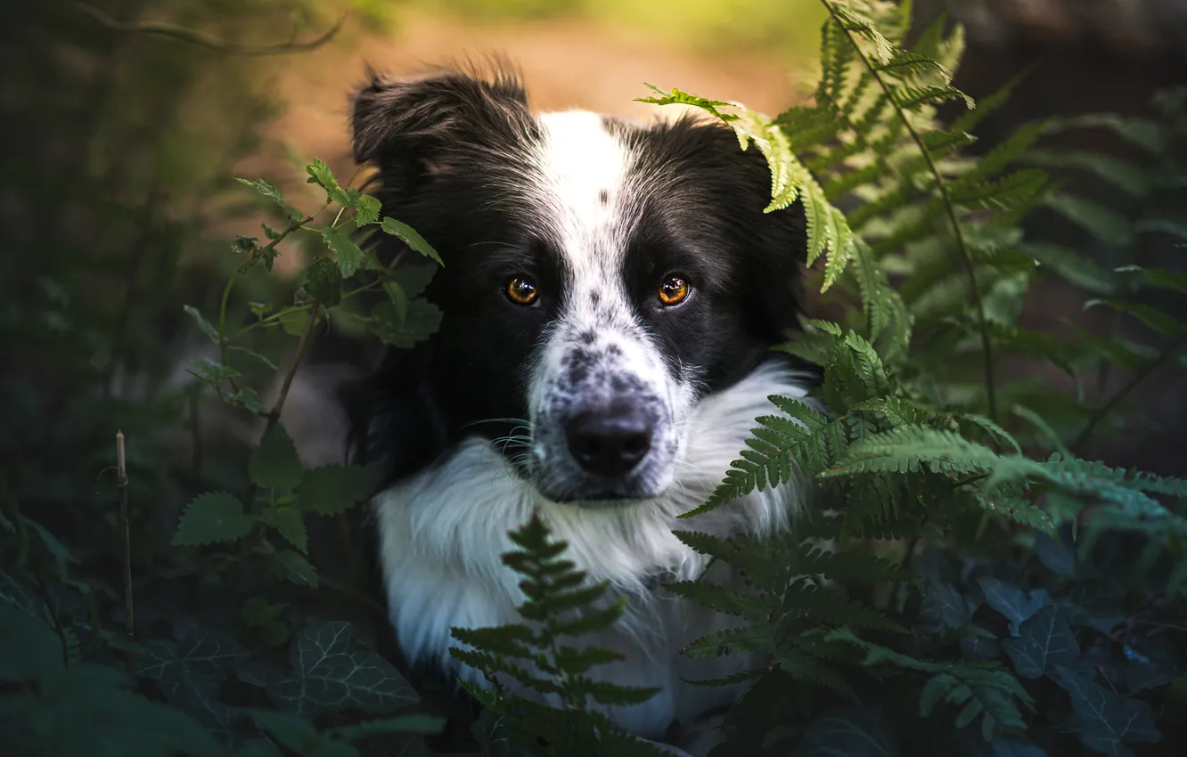 Photo wallpaper look, nature, pose, dog, face