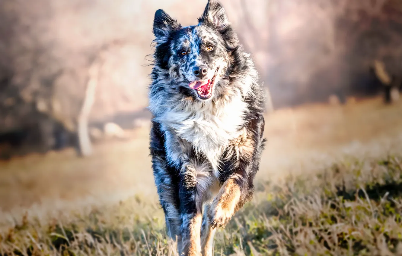 Photo wallpaper look, each, dog