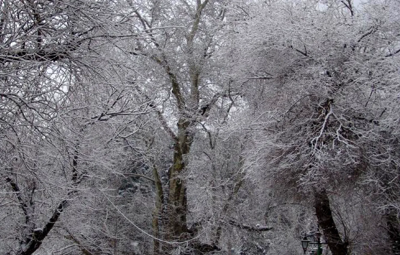 Photo wallpaper snow, tree, Iran, kermanshah, taq-bostan