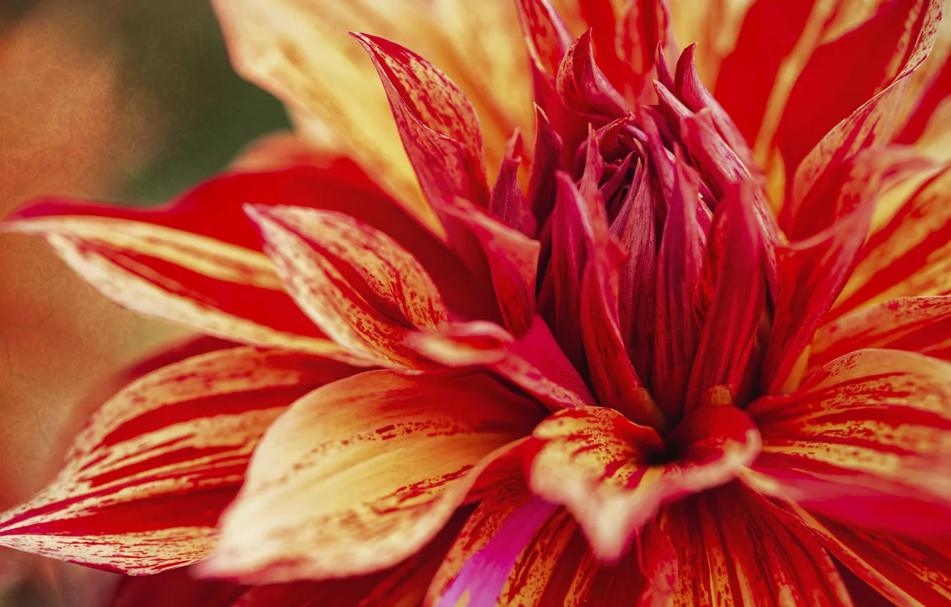 Photo wallpaper macro, flowers, red, dahlias