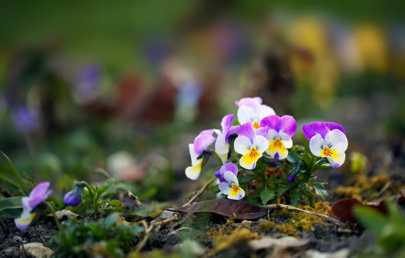 Photo wallpaper flowers, glade, spring, Pansy, bokeh, blurred background, viola, bushes