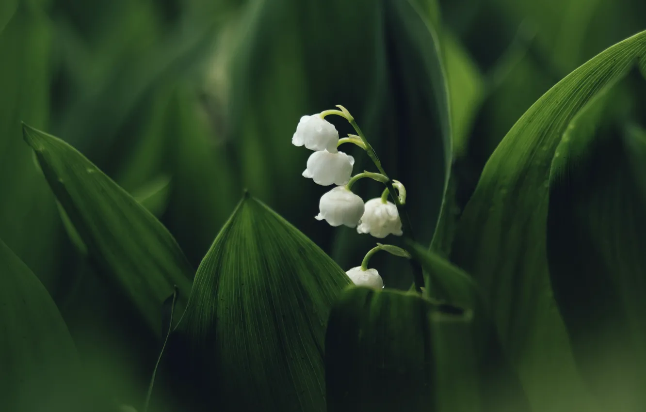 Photo wallpaper flowers, spring, lilies of the valley