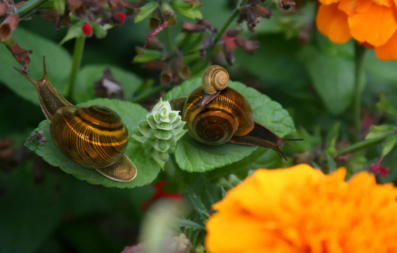 Photo wallpaper flowers, sheet, Snails