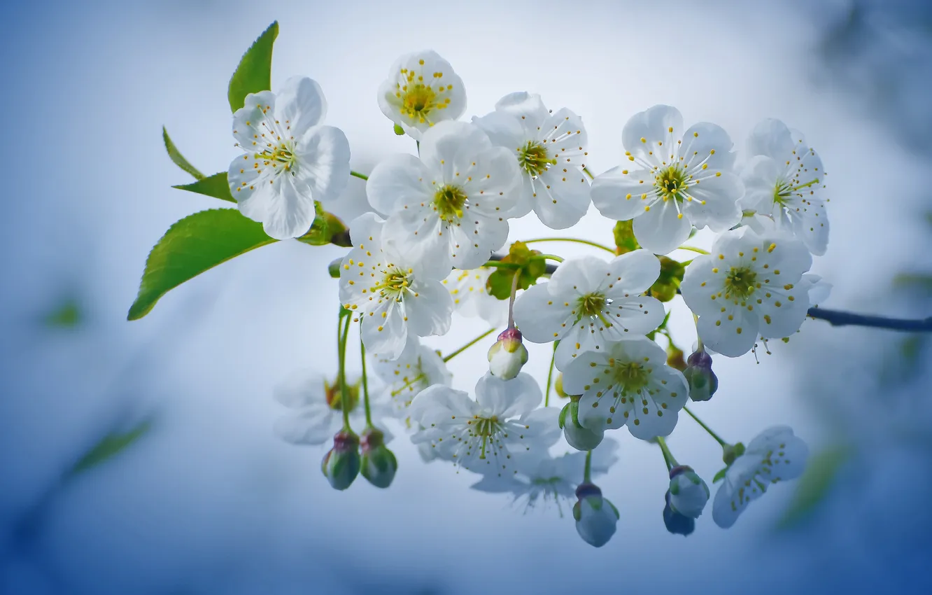 Photo wallpaper nature, spring, the gardens are blooming