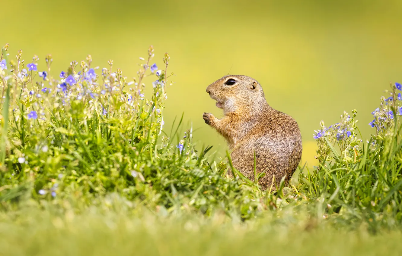 Photo wallpaper greens, summer, grass, flowers, glade, legs, muzzle, profile