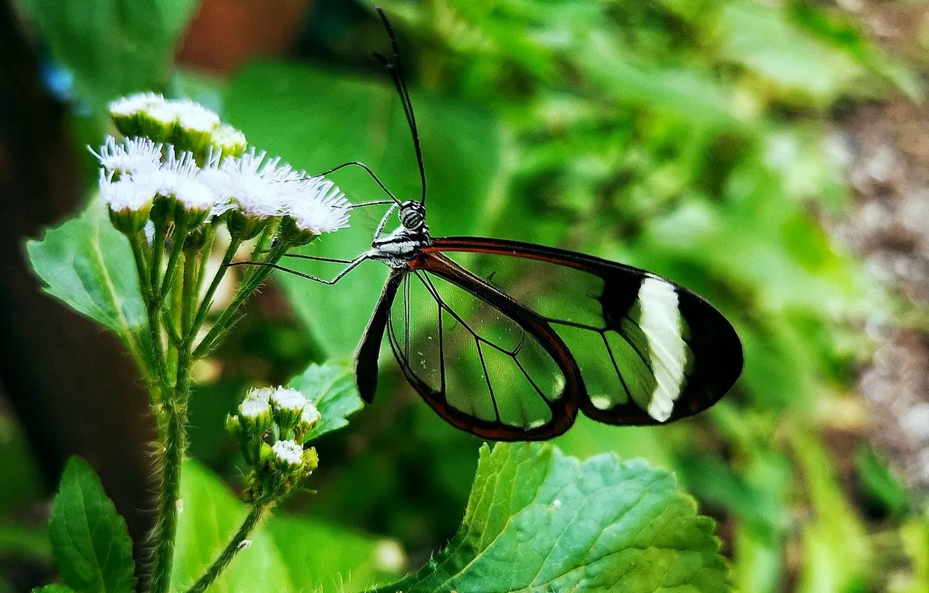 Photo wallpaper flowers, macro, butterfly, wings, beautiful, closeup