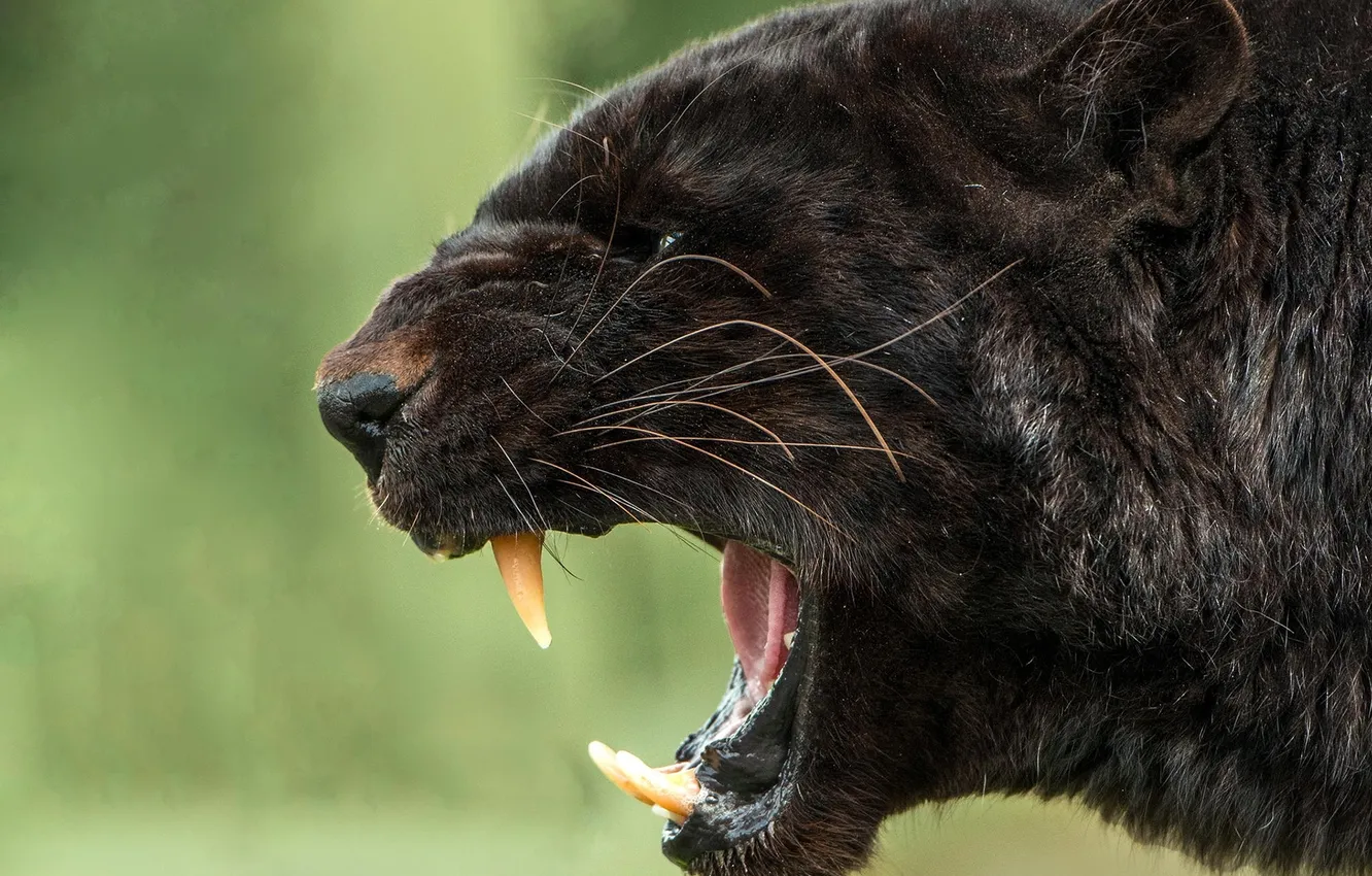 Photo wallpaper face, predator, Panther, mouth, grin, black Jaguar