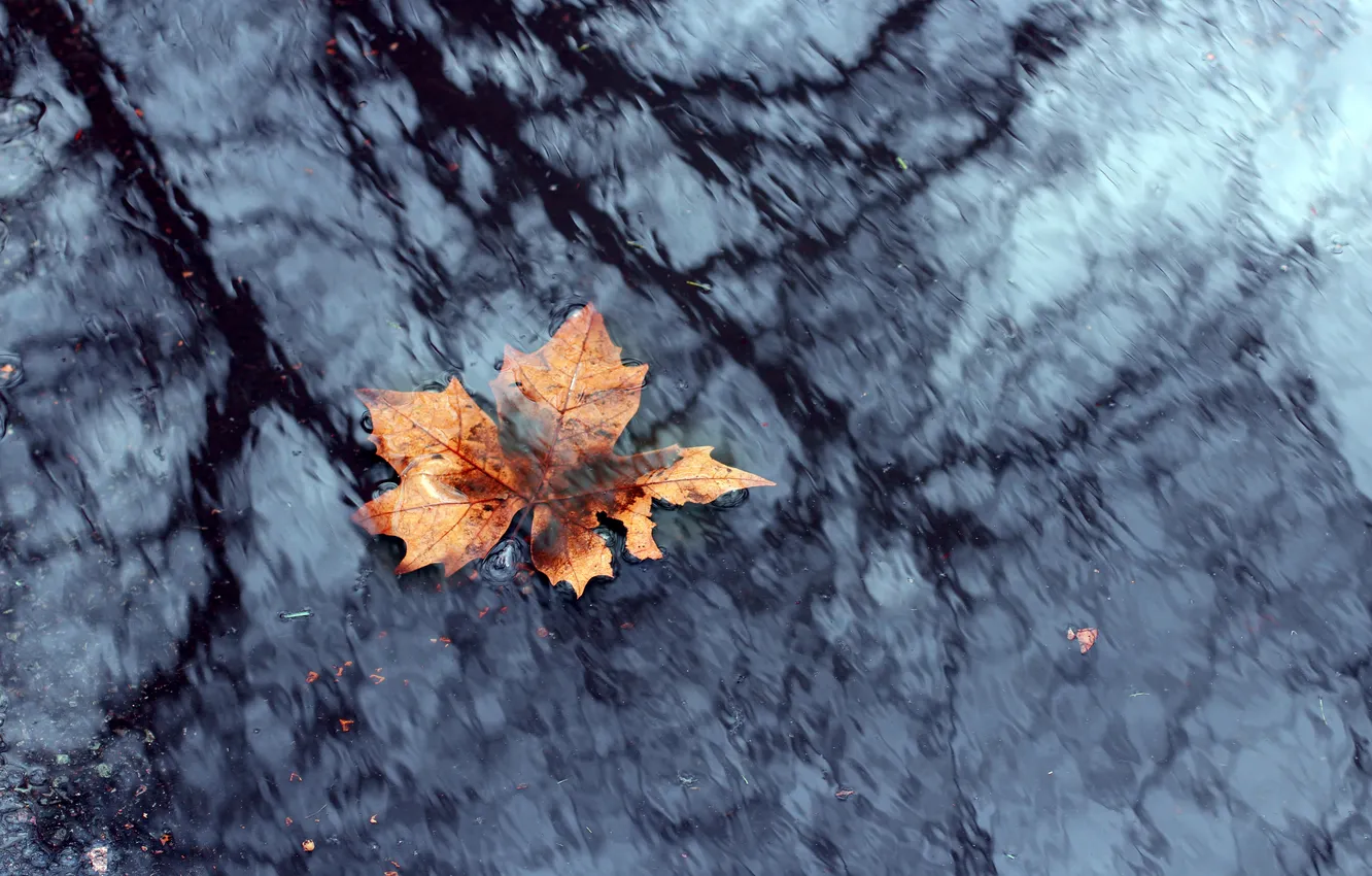 Photo wallpaper leaves, leaf, maple