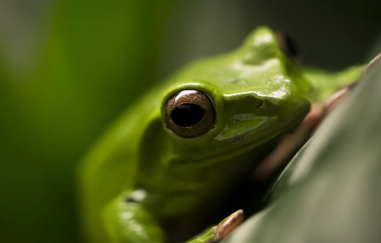 Photo wallpaper macro, green, frog