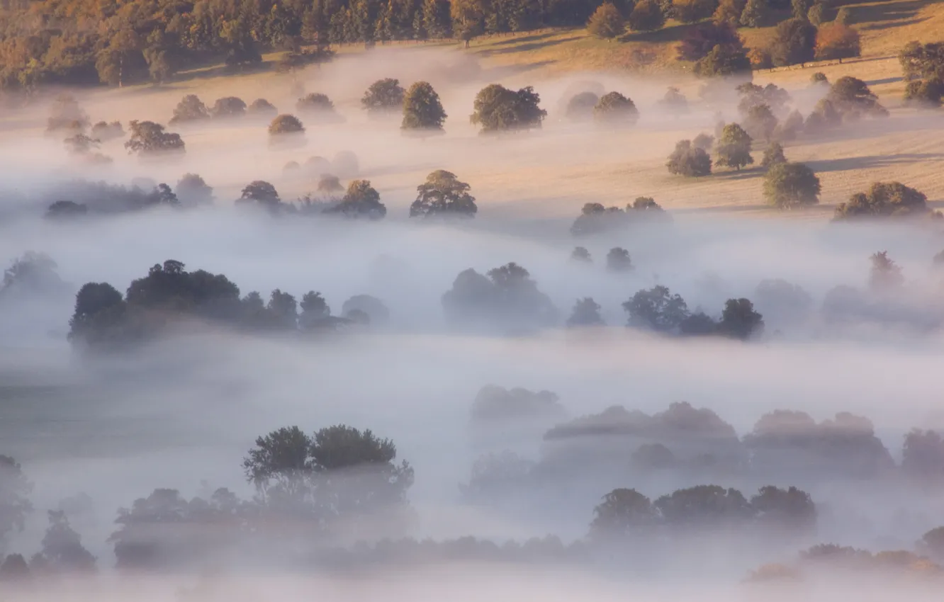 Photo wallpaper trees, nature, fog, view, morning, slope