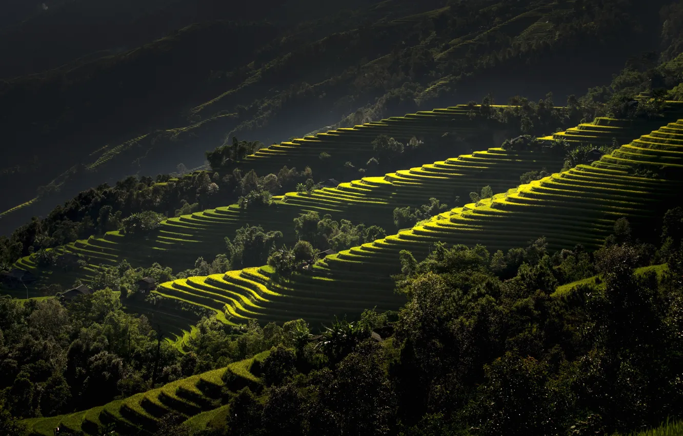 Photo wallpaper mountains, Vietnam, terrace, rice fields