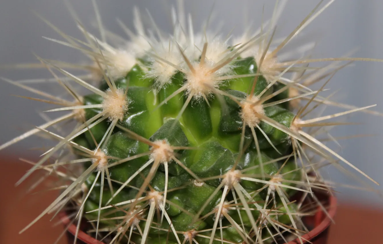 Photo wallpaper flower, cactus, barb