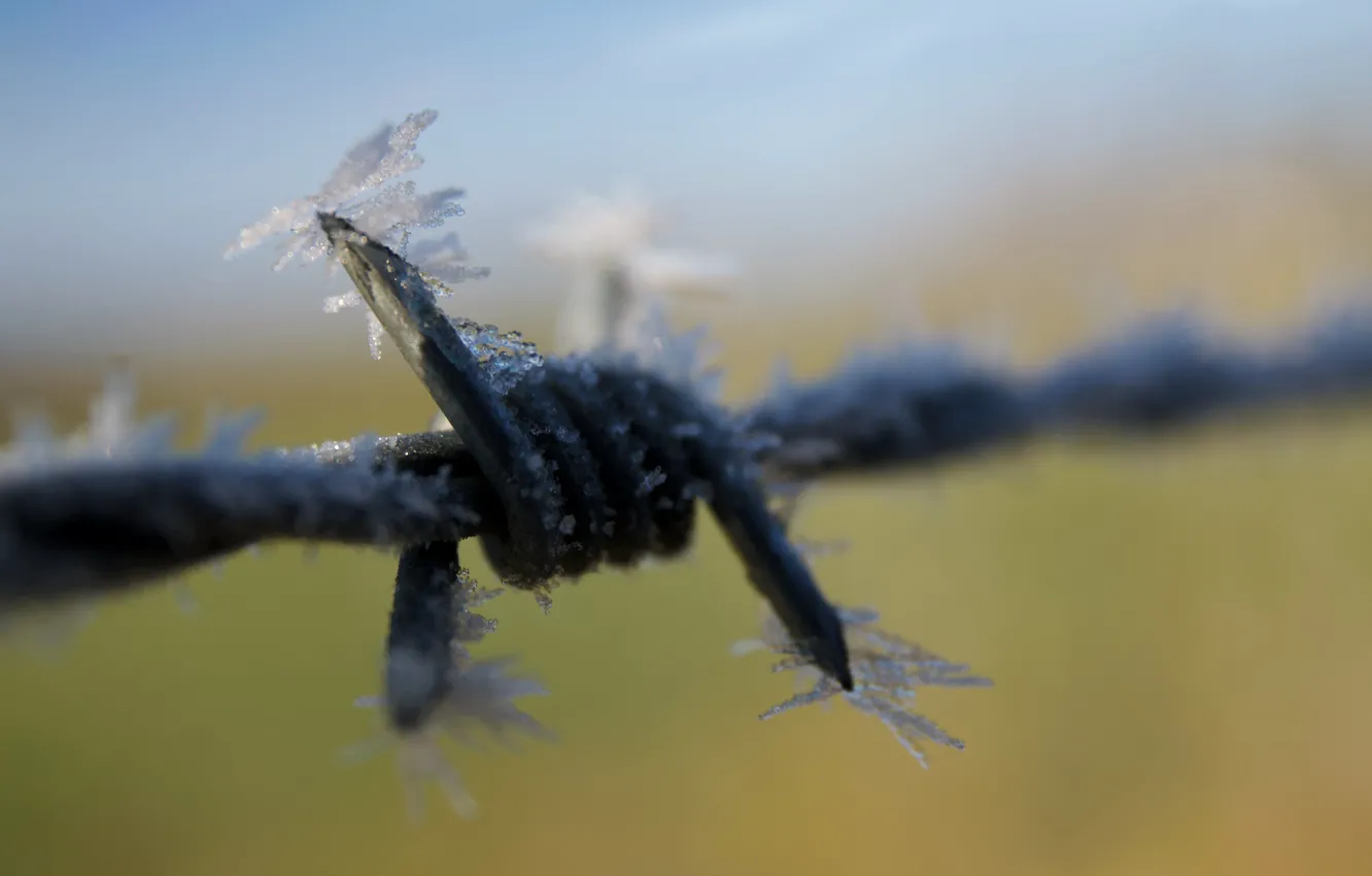 Photo wallpaper winter, macro, snow, barbed wire
