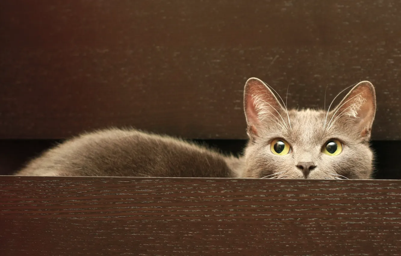 Photo wallpaper cat, sitting, cat