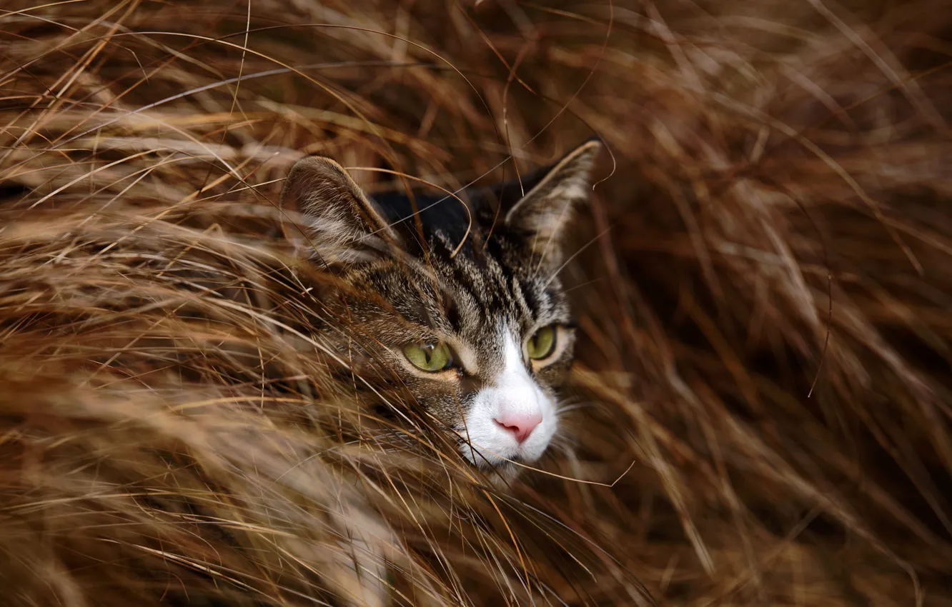 Photo wallpaper grass, eyes, cat, muzzle