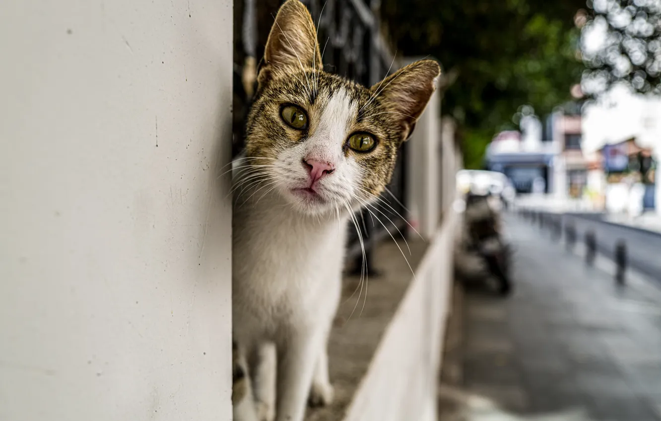 Photo wallpaper cat, the city, street, looks, Kota