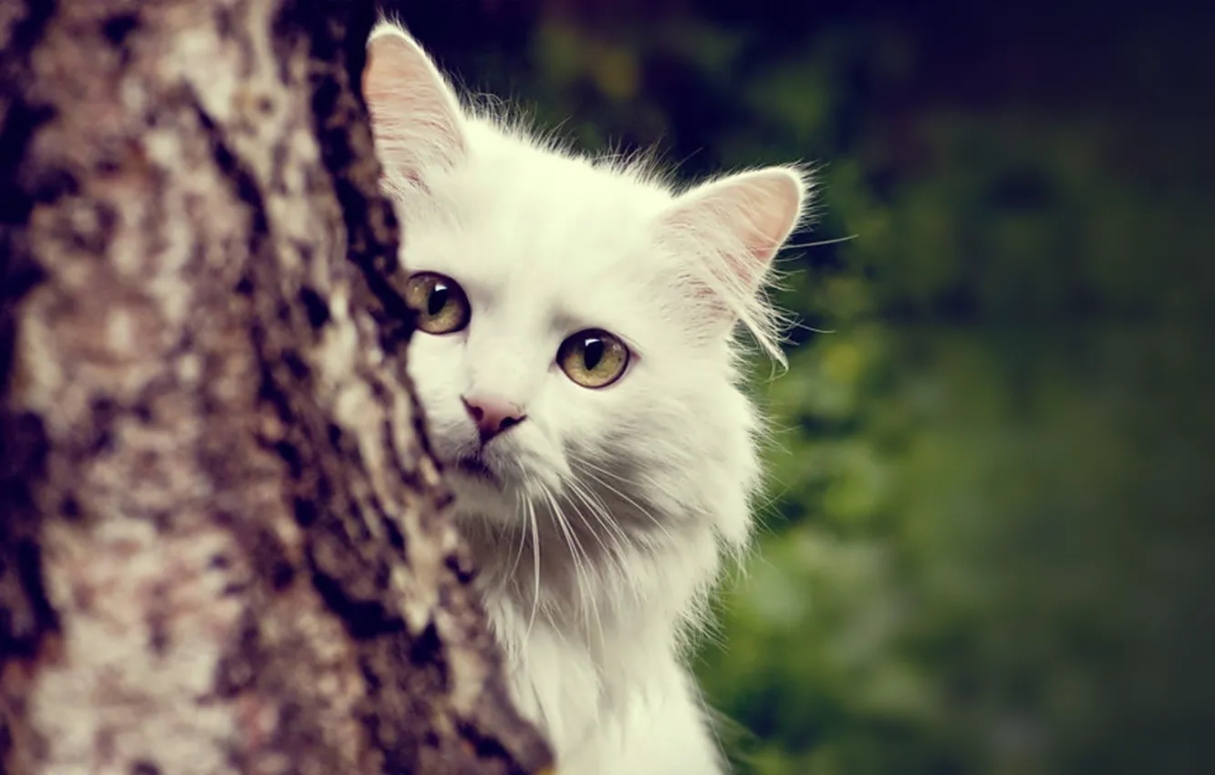 Photo wallpaper white, cat, tree