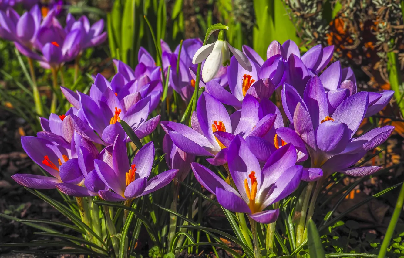 Photo wallpaper glade, bright, spring, snowdrops, crocuses, primrose, lilac