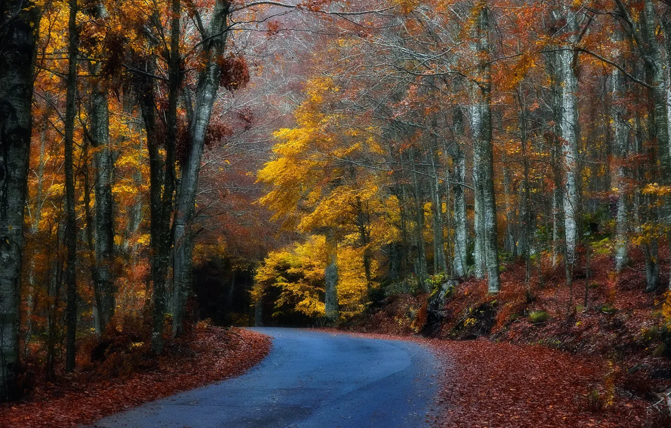 Photo wallpaper road, autumn, forest, leaves, trees, turn