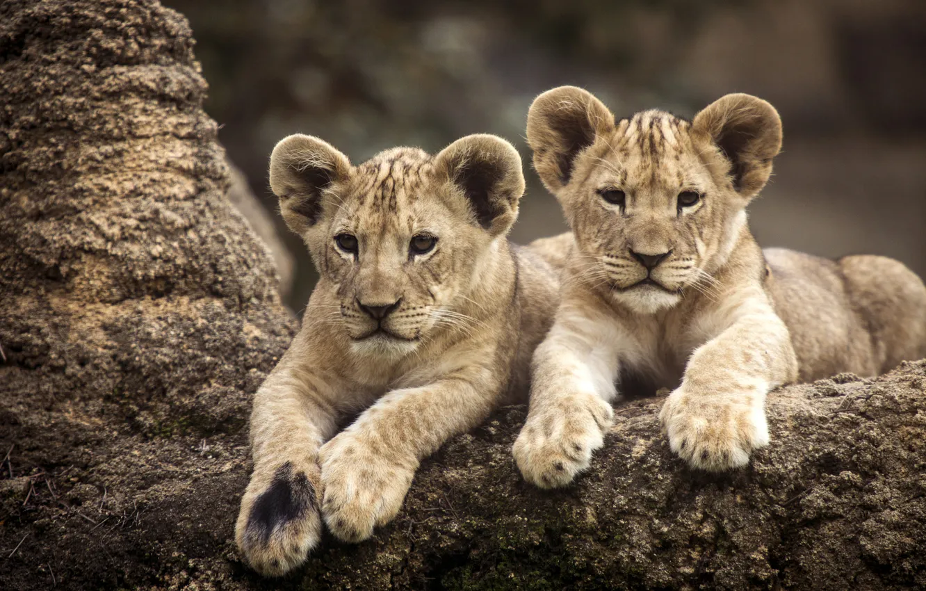 Photo wallpaper nature, baby, lies, a couple, lion, two lion