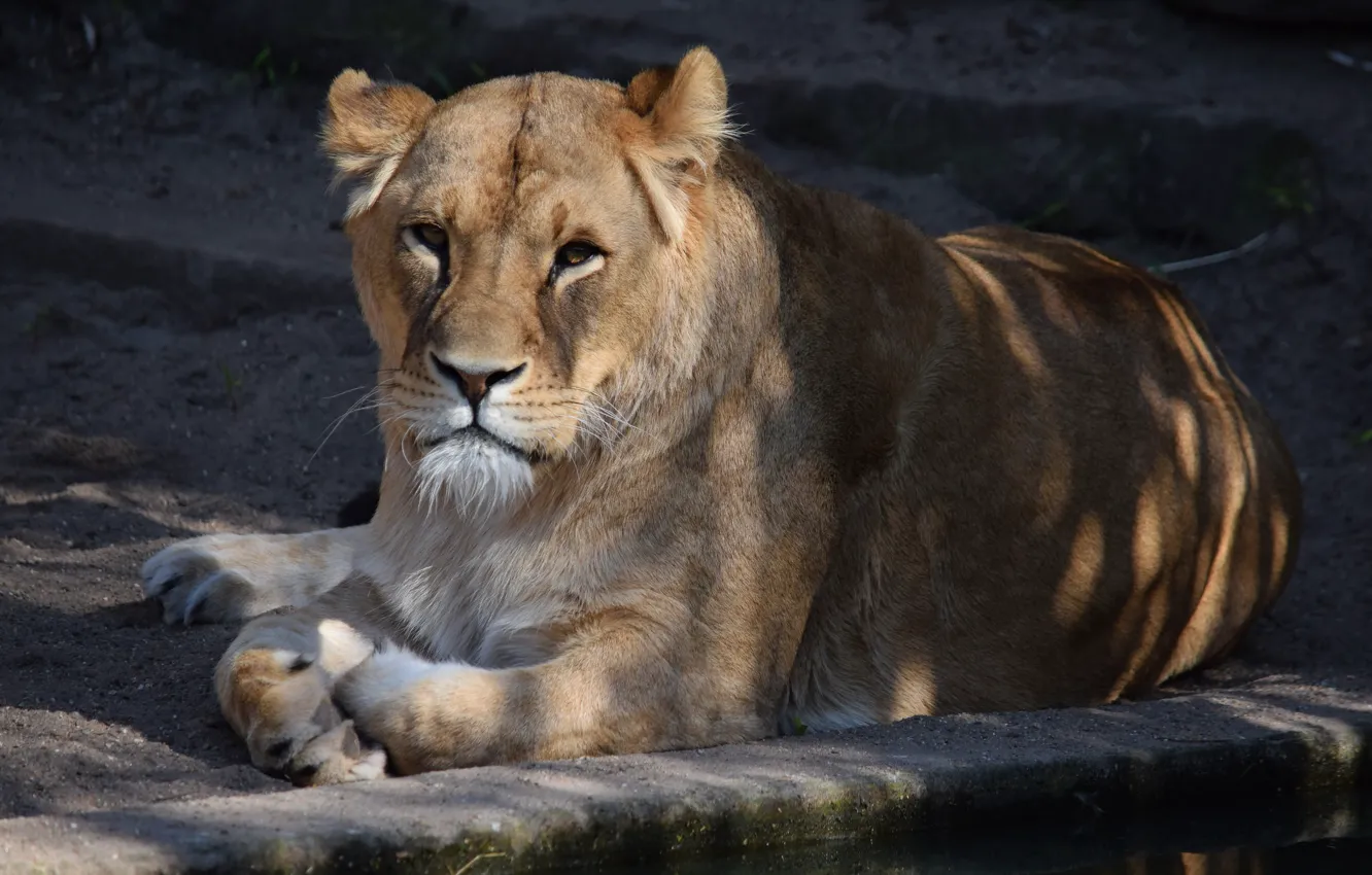 Photo wallpaper Nature, Cat, Lioness, Stay, Animal