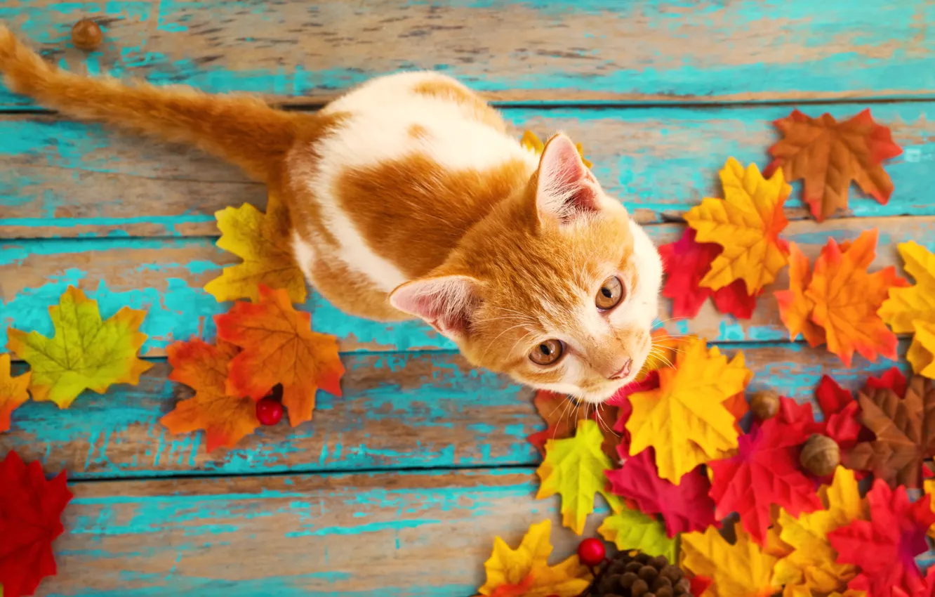 Photo wallpaper autumn, cat, leaves, background, tree, colorful, vintage, wood