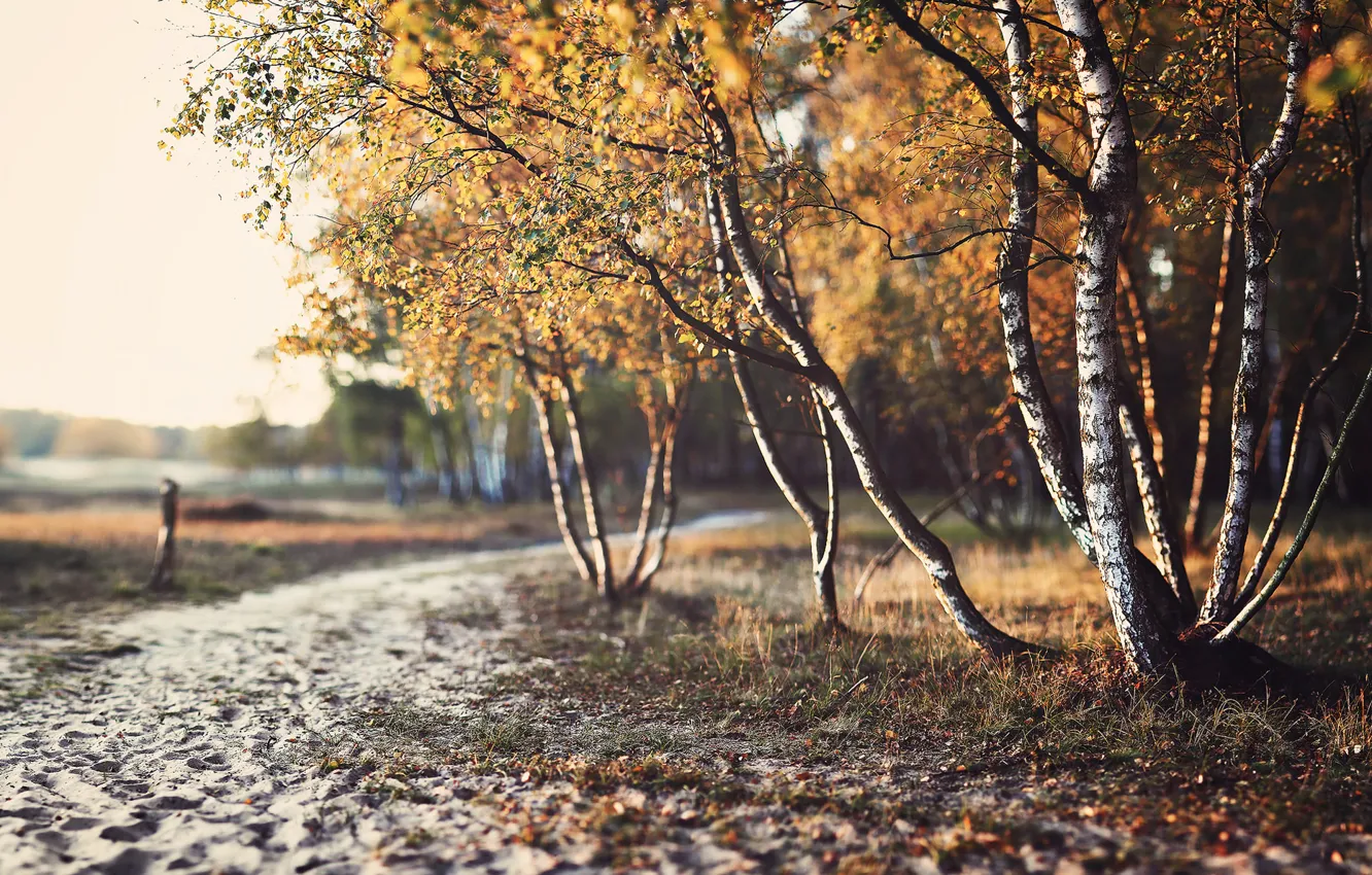 Photo wallpaper autumn, trees, nature, foliage, birch
