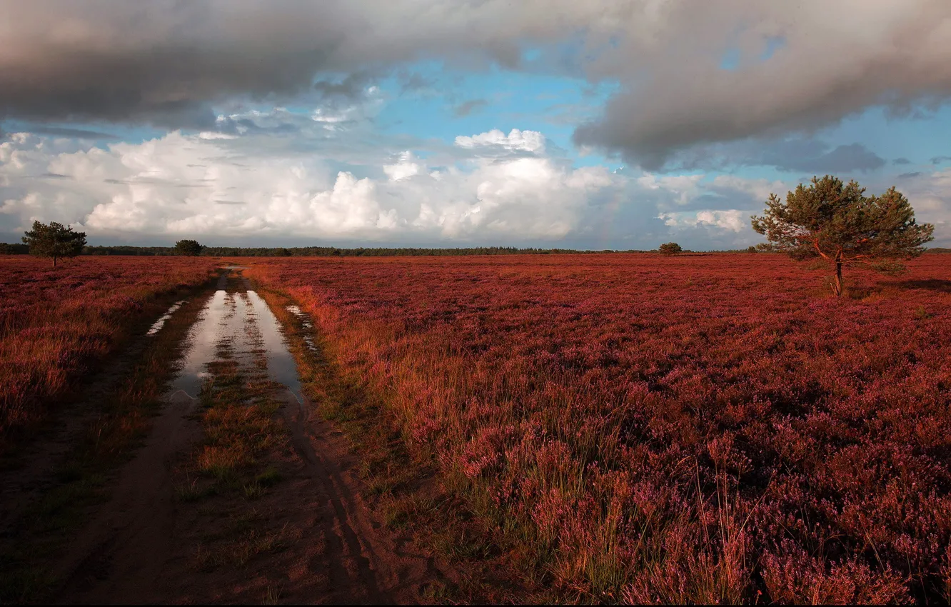 Photo wallpaper road, puddle, after the rain, Heath, Heather