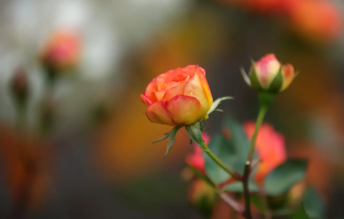 Photo wallpaper background, roses, buds, bokeh