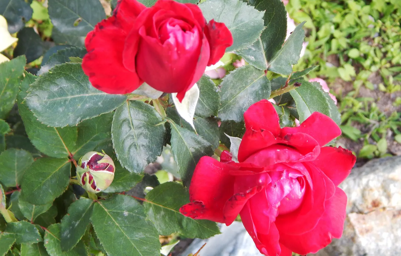 Photo wallpaper red, roses, beautiful