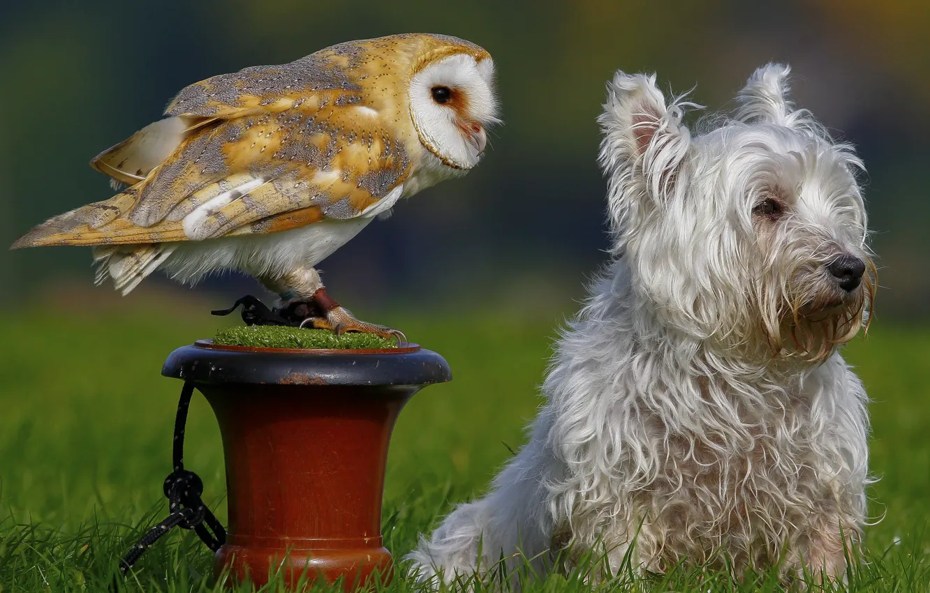 Photo wallpaper owl, bird, dog, the barn owl