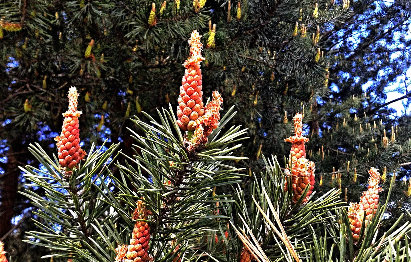 Photo wallpaper plant, May 2025, Common pine