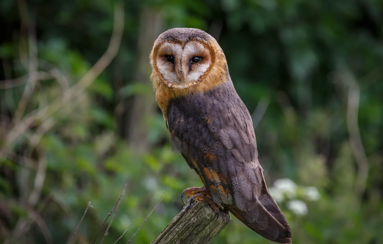 Photo wallpaper look, owl, bird, the barn owl