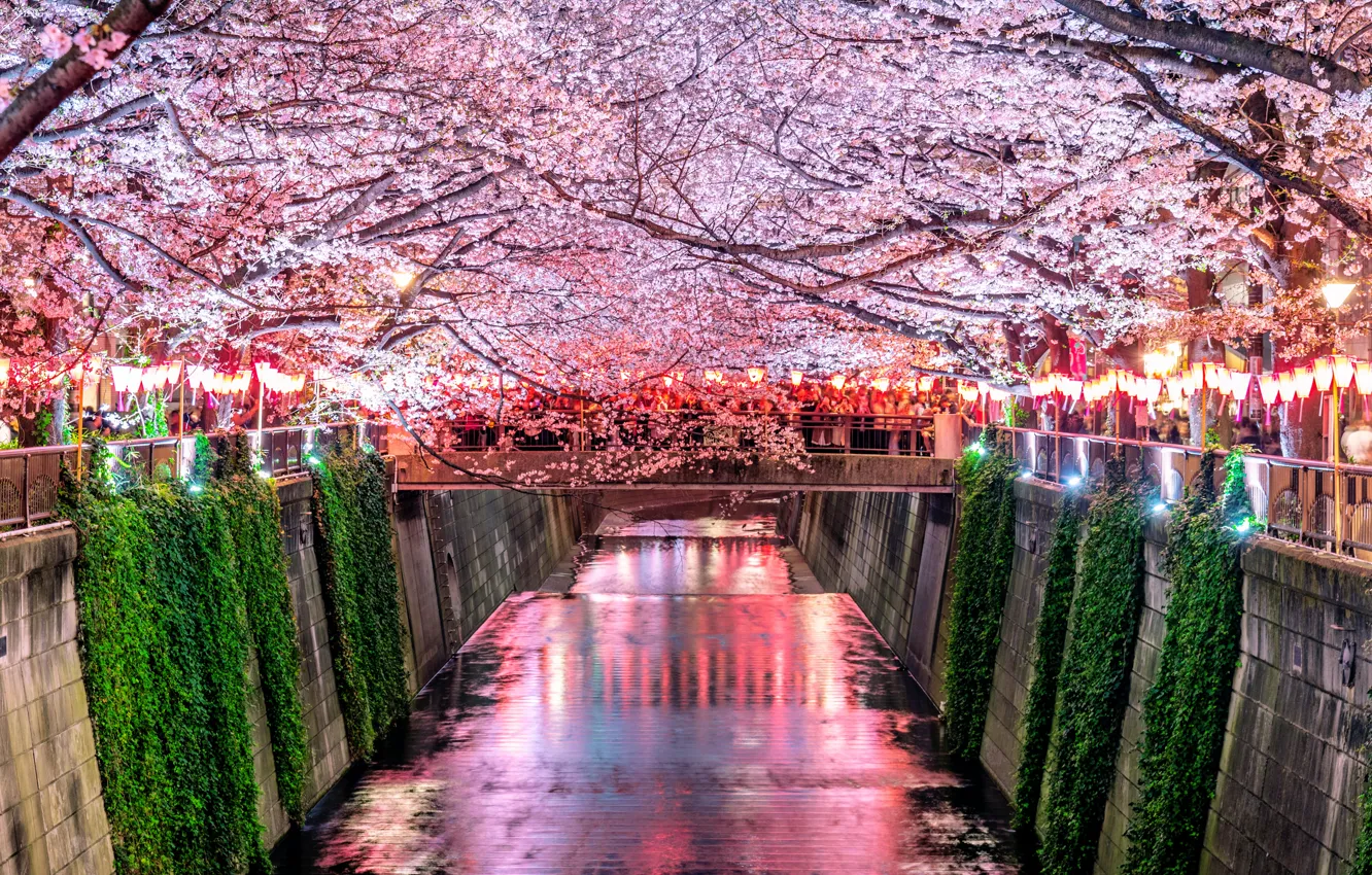 Photo wallpaper cherry, spring, Japan, Sakura, Japan, flowering, pink, blossom