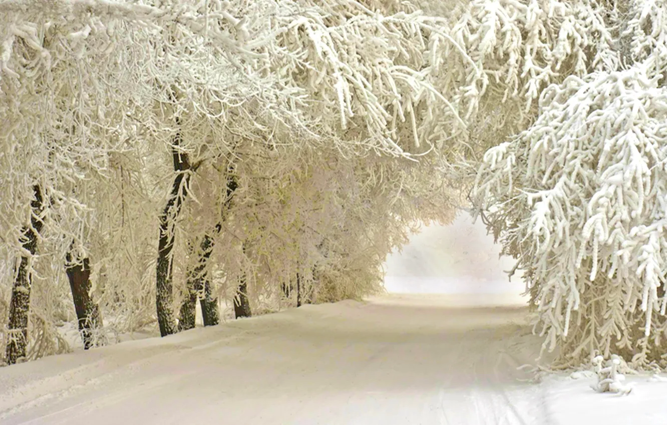 Photo wallpaper frost, road, trees, Winter