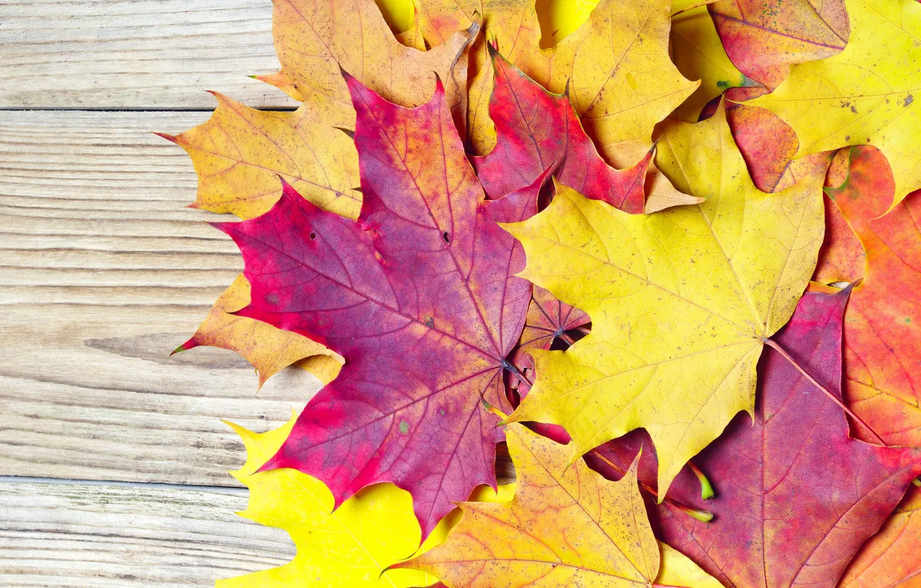 Photo wallpaper autumn, leaves, orange, yellow, maple, Burgundy