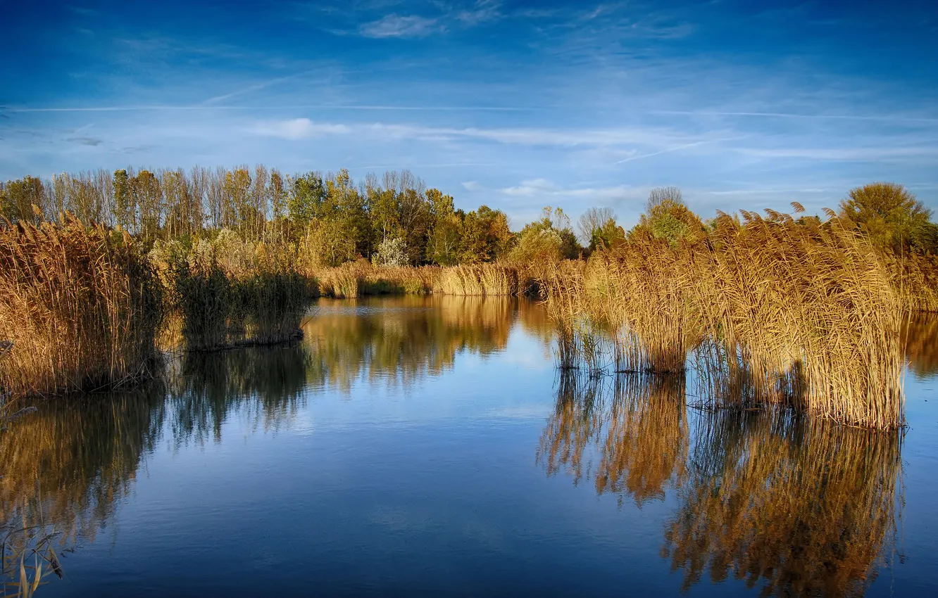 Photo wallpaper grass, trees, lake, reflection