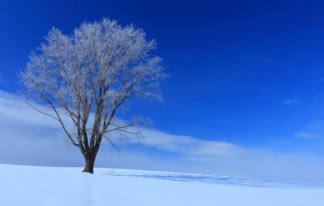 Photo wallpaper winter, snow, tree, Nature