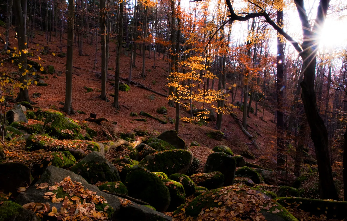 Photo wallpaper autumn, forest, the sun, nature, stones, foliage, moss