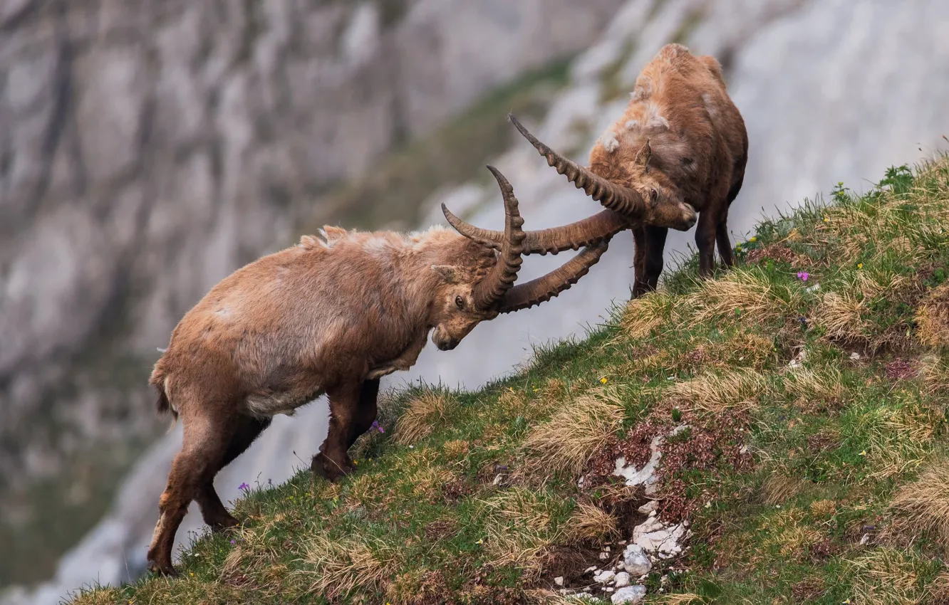 Photo wallpaper horns, tournament, mountain goat