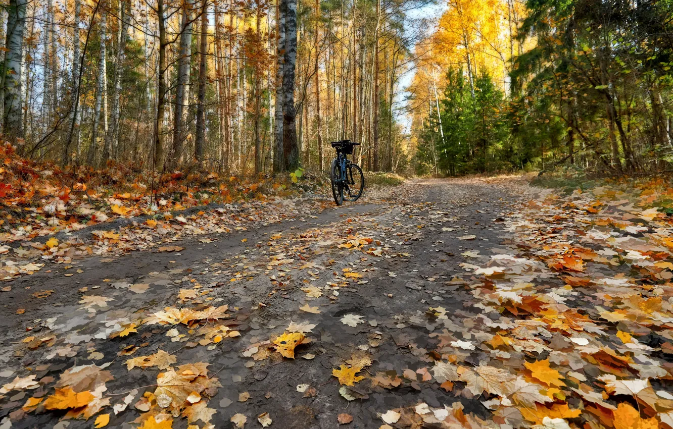 Photo wallpaper road, autumn, leaves, bike