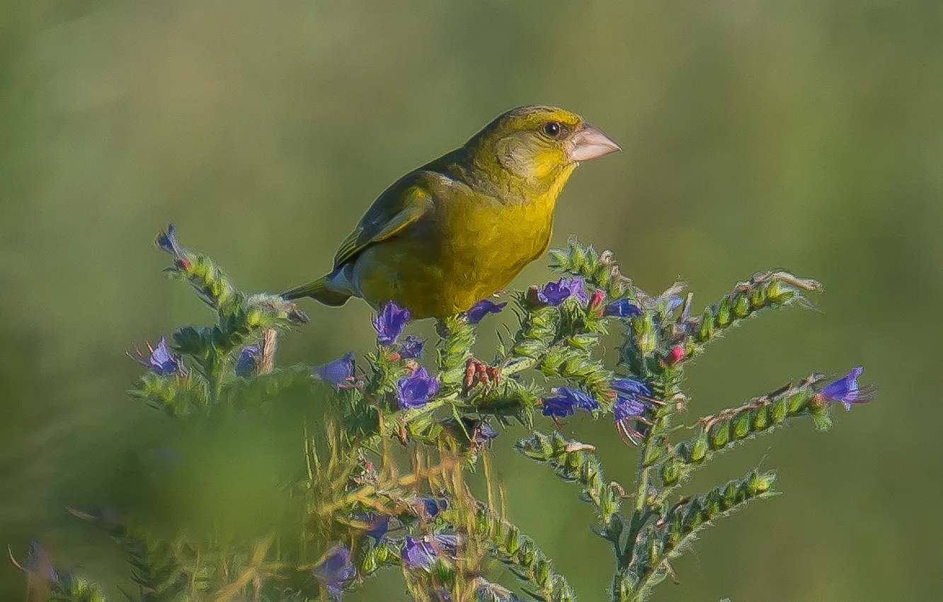 Photo wallpaper bird, zelenushka, photohunt