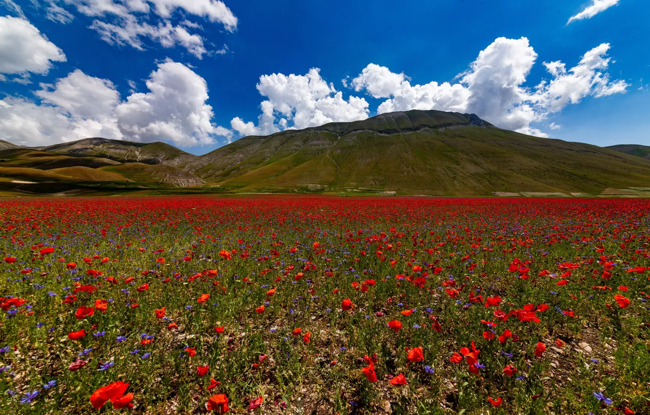 Photo wallpaper flowers, mountains, red, Maki, poppy field