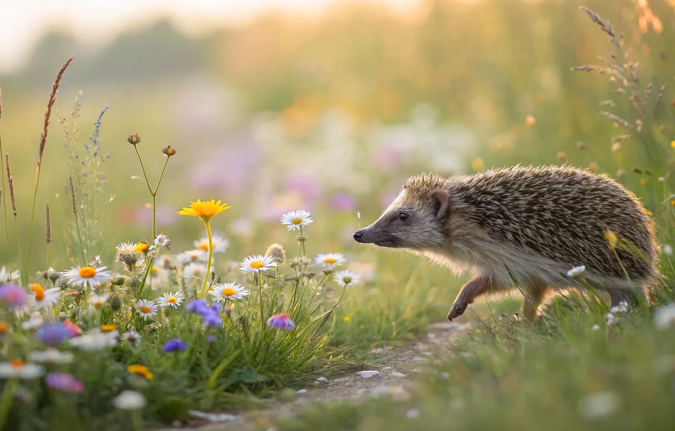 Photo wallpaper field, summer, light, flowers, glade, chamomile, meadow, hedgehog