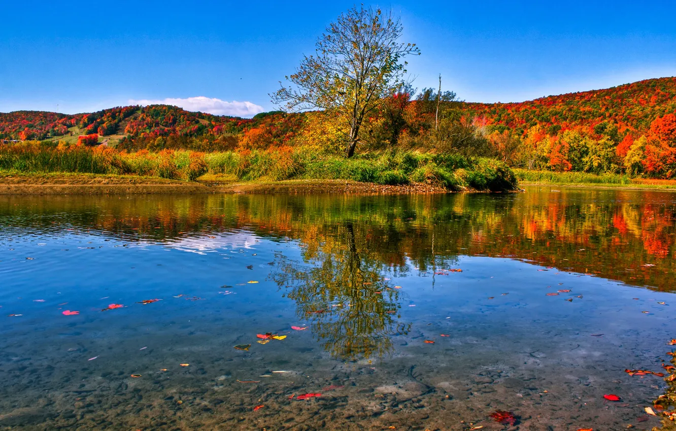 Photo wallpaper autumn, forest, leaves, water, the sun, trees, lake, reflection