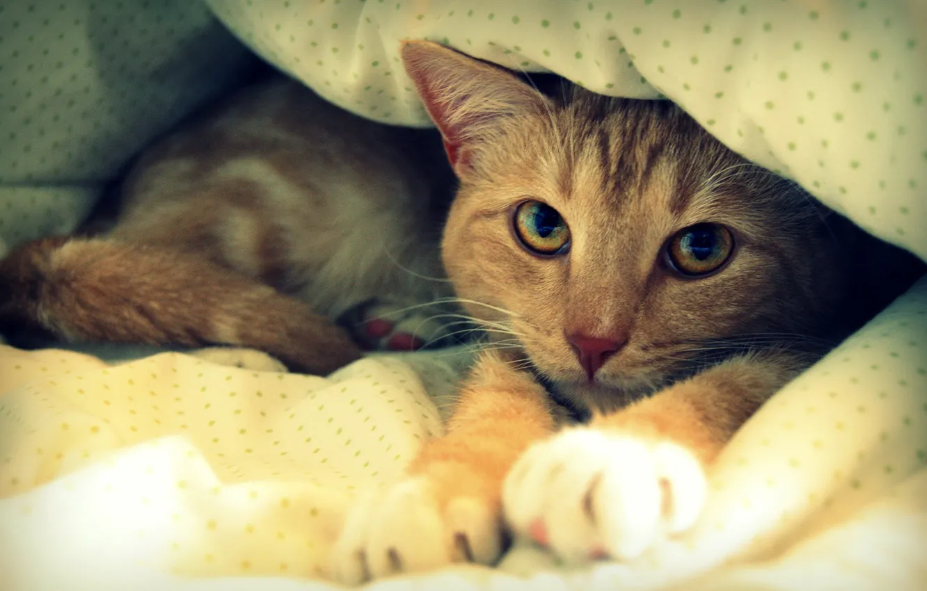 Photo wallpaper cat, red, bed, blanket, resting