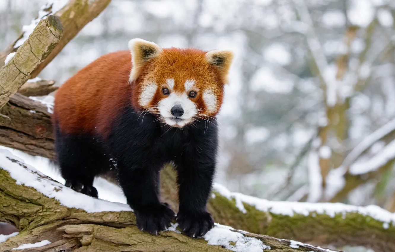 Photo wallpaper look, wool, muzzle, red Panda