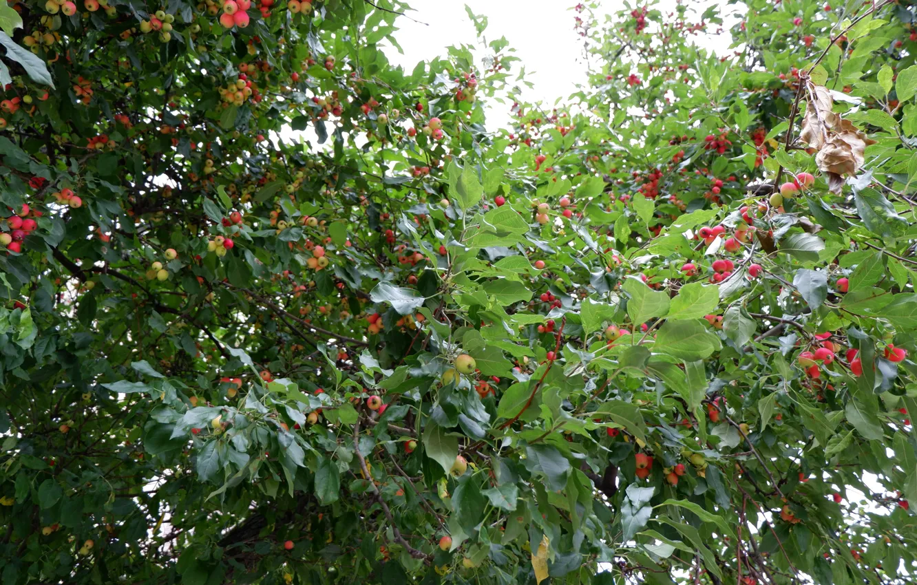 Photo wallpaper red, green, berries, Bush, hawthorn
