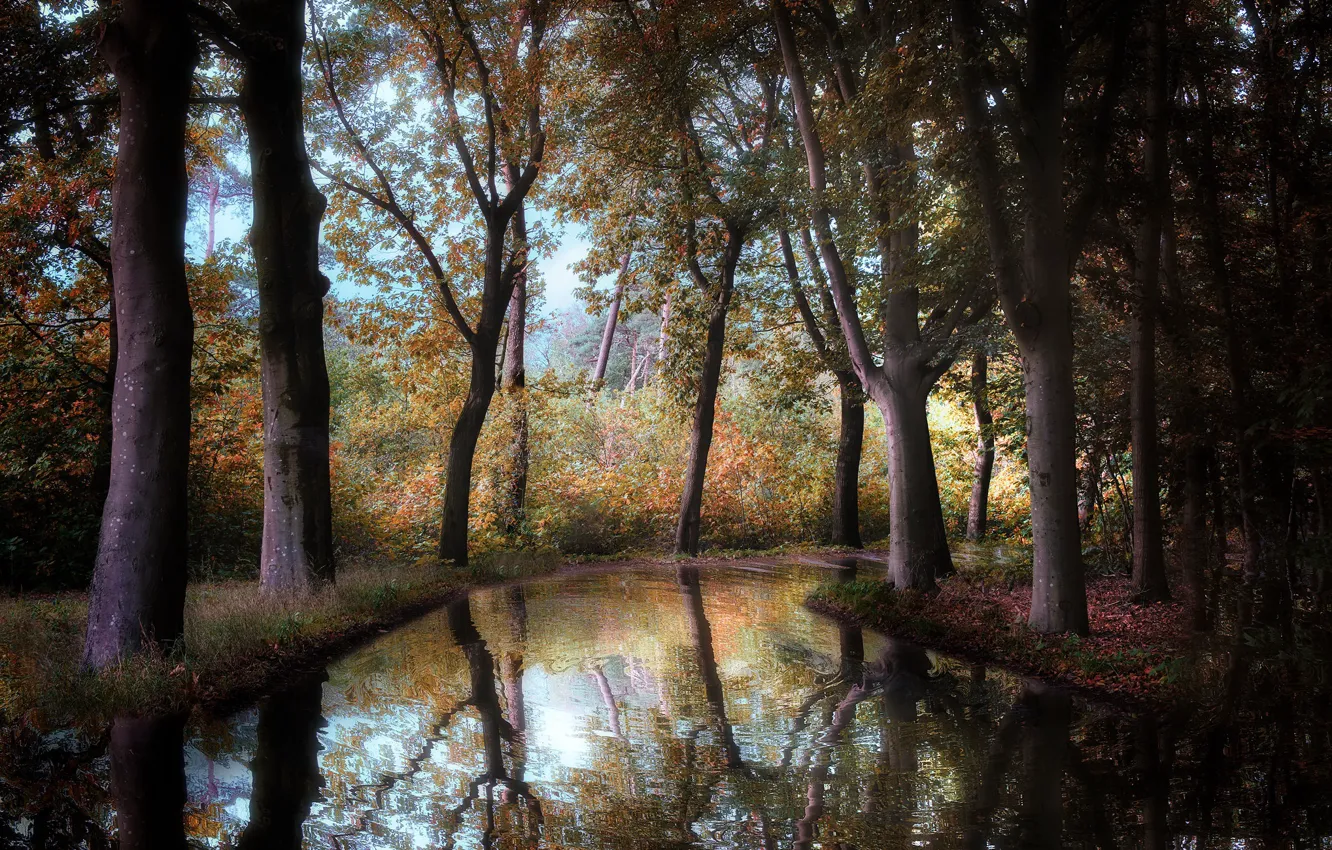 Photo wallpaper autumn, forest, river